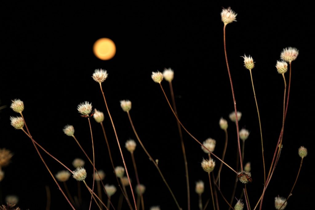 moon, herb, night, nature, flower background, flower, beautiful flowers, sky, night sky, flower wallpaper, fullmoon