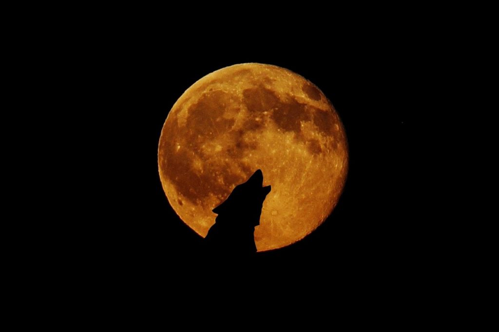 full moon, moon, wolf, howl, photomontage, the atmosphere, howl at, wolf, wolf, wolf, wolf, wolf, howl