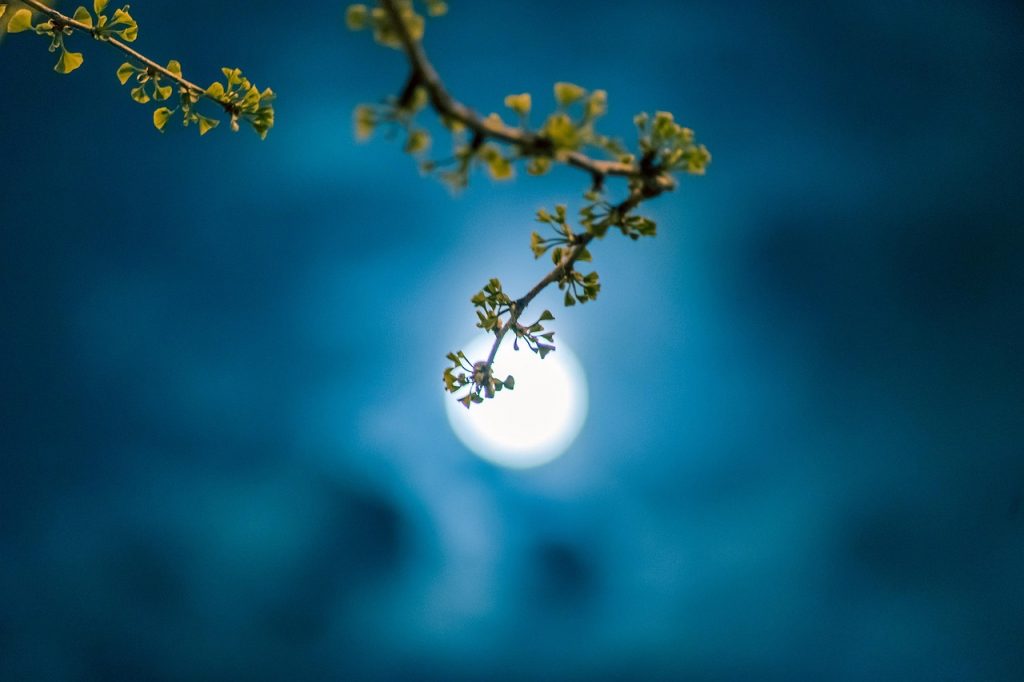 moon, night, spring, ginkgo, leaves, new leaf, march, taicang, suzhou, nature, jiangsu, china, kasuga, the moonlit night, full moon